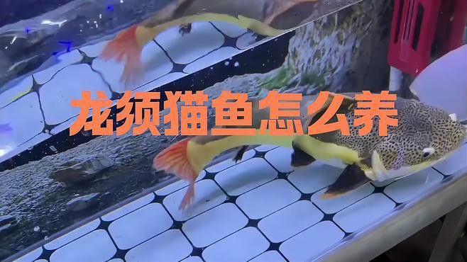 龍須貓魚的最佳混養數量