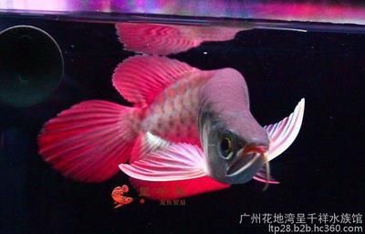綠皮紅龍魚更貴嗎：如何辨別綠皮紅龍魚品質(zhì)，綠皮紅龍魚與金龍魚對比