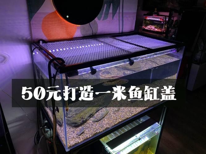 雷龍魚(yú)用什么缸蓋