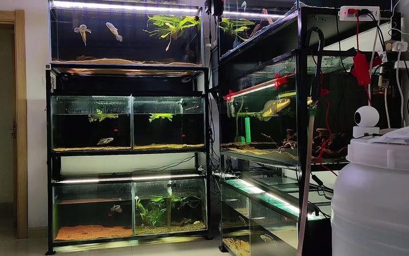 雷龍魚(yú)用什么缸蓋