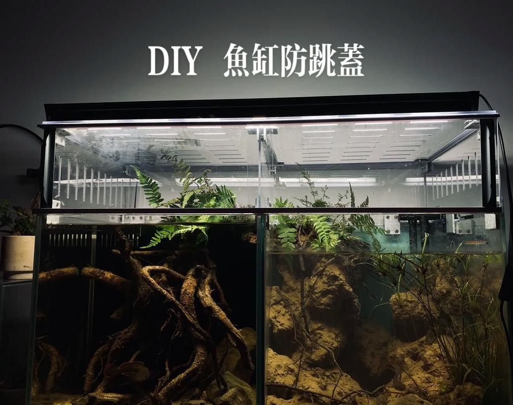 雷龍魚(yú)用什么缸蓋