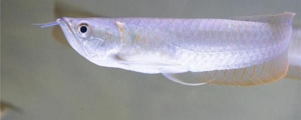 銀龍魚發色過程圖（銀龍魚發色過程是一個漸進的過程是一個漸進的過程）