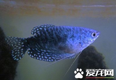 龍魚最合適的溫度是多少攝氏度呢：龍魚最合適的水溫范圍是多少？