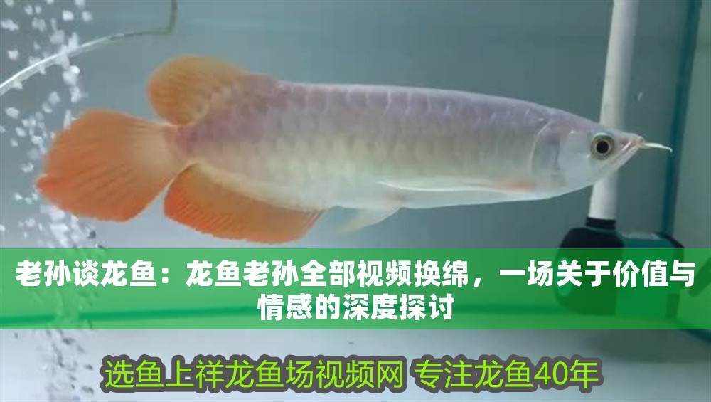 老孫談龍魚：龍魚老孫全部視頻換綿，一場關于價值與情感的深度探討