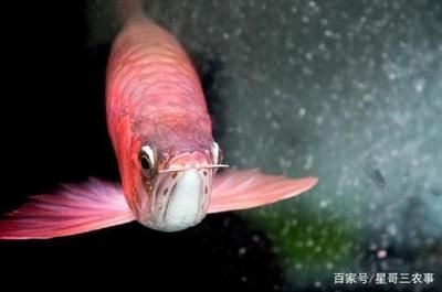 紅龍魚飼養(yǎng)技巧和方法圖解，讓它們健康快樂地成長：紅龍魚飼養(yǎng)技巧和方法