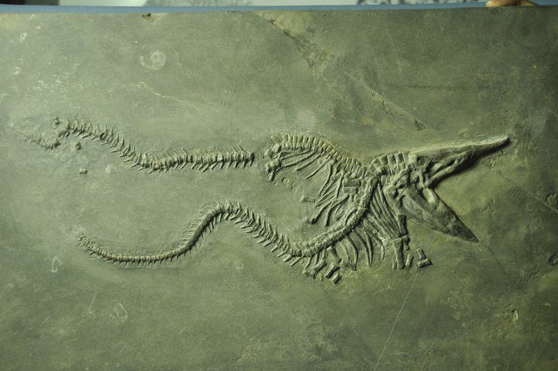 世界上有沒有龍魚？