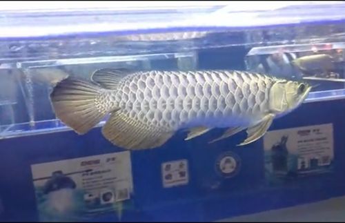 廣州市龍魚三大商家是誰開的店（呈千祥龍魚漁場在廣州花地灣設立了龍魚國際出口證）