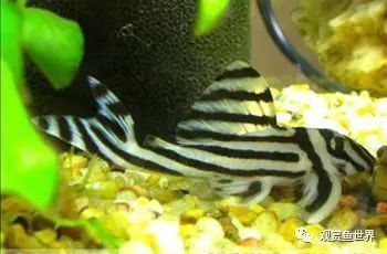 綠皮皇冠豹最怕三種東西