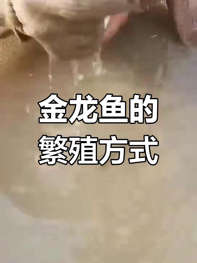 金龍魚用嘴巴生小魚怎么辦