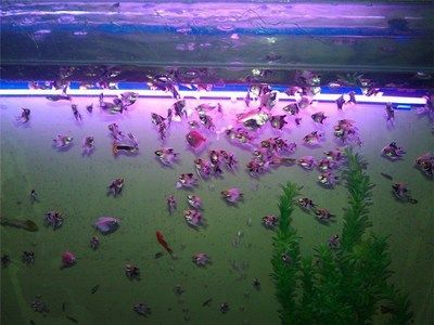 <strong><mark>成都</mark></strong>龍魚閣水族：<strong><mark>成都</mark></strong>龍魚閣水族用品有限公司
