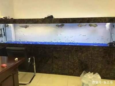 金龍魚多寬的缸比較好：金龍魚缸的最佳寬度應(yīng)該是至少60厘米，以確保魚兒自由游動和轉(zhuǎn)身