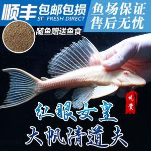 養金龍魚必須養清道夫魚嗎：養金龍魚同時必須養清道夫魚嗎，養金龍魚必須養清道夫魚嗎