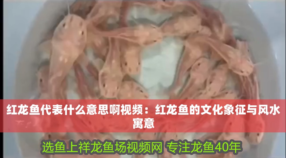紅龍魚代表什么意思啊視頻：紅龍魚的文化象征與風水寓意