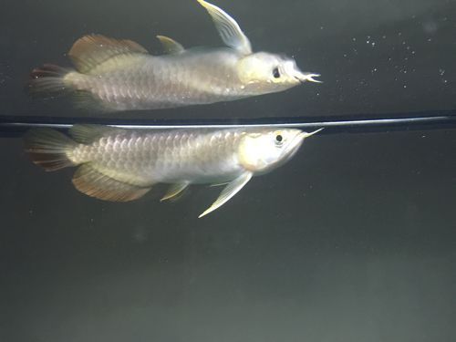 龍魚怎么收拾（如何挑選健康的龍魚）