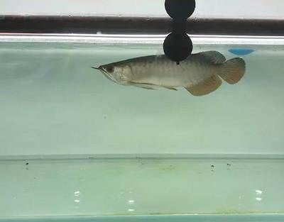 龍魚怎么收拾（如何挑選健康的龍魚）