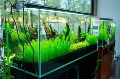 黃龍魚怎么養：黃龍魚怎么養，黃龍魚的飼養方法