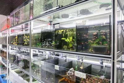 黃龍魚怎么養：黃龍魚怎么養，黃龍魚的飼養方法