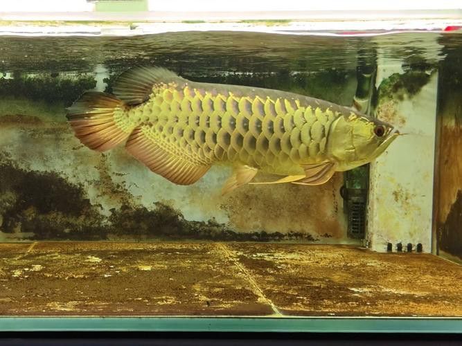 如何區分不同等級的金龍魚品種？