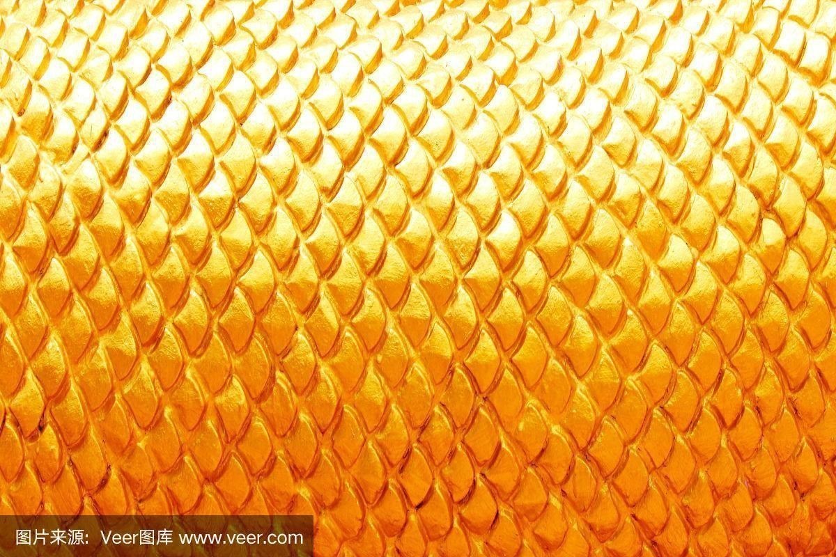 如何區分不同等級的金龍魚品種？
