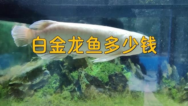 白色金龍魚的樣子圖片大全