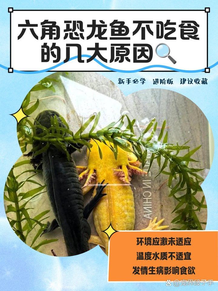 恐龍魚互動性高嗎為什么不吃食