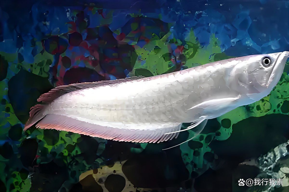 恐龍魚互動性高嗎為什么不吃食