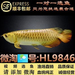 紅龍魚與號半的區別（紅龍魚與號半區別）