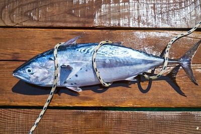 龍魚之家魚缸造景圖片高清
