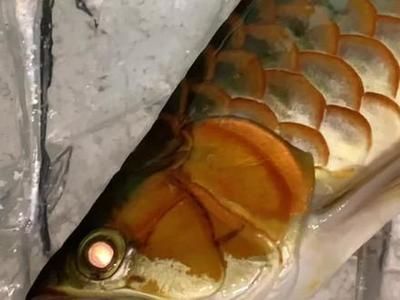 龍魚之家魚缸造景圖片高清