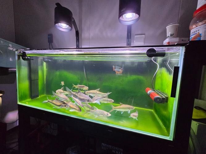 龍魚缸用什么燈是黃色的燈泡