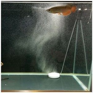 龍魚缸有必要放氧氣嗎（龍魚缸打氧的最佳時間段，防止龍魚氣泡病的方法）