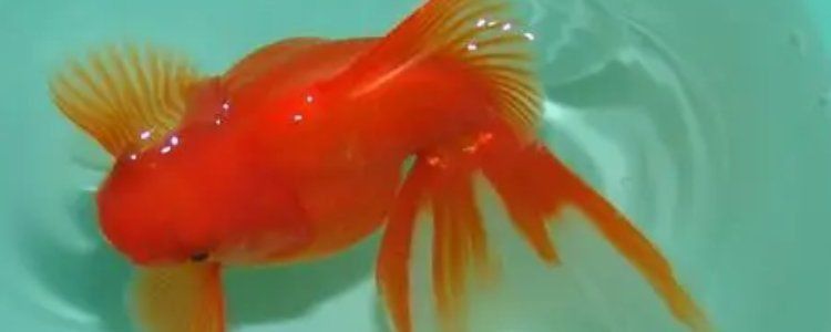 鎏金金魚壽命是幾年