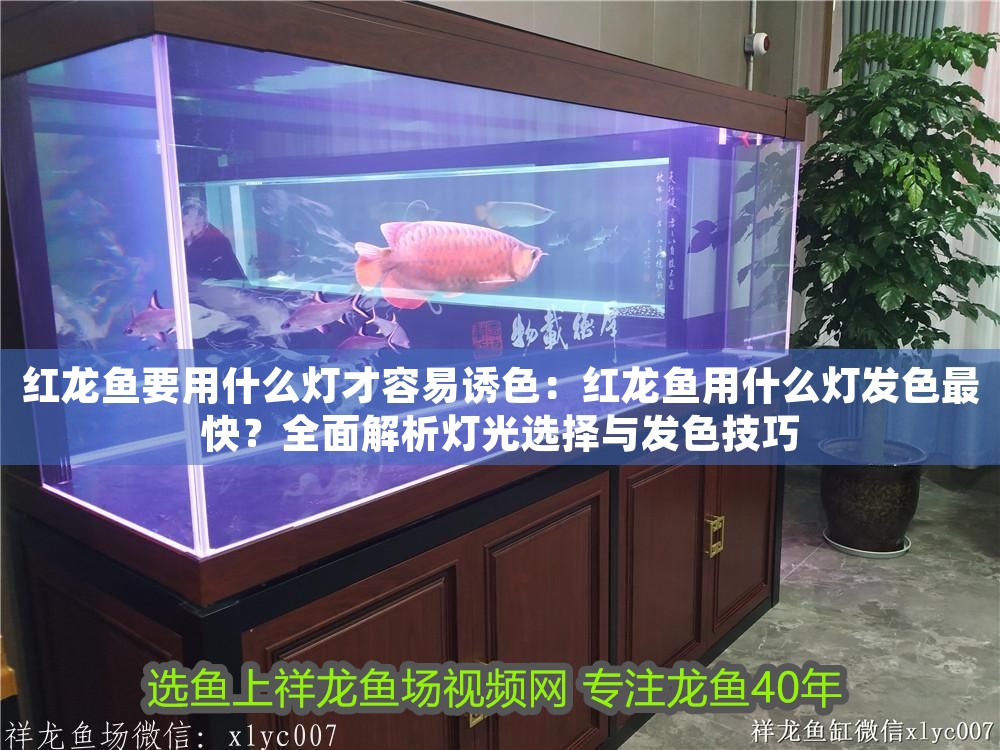 紅龍魚要用什么燈才容易誘色：紅龍魚用什么燈發色最快？全面解析燈光選擇與發色技巧