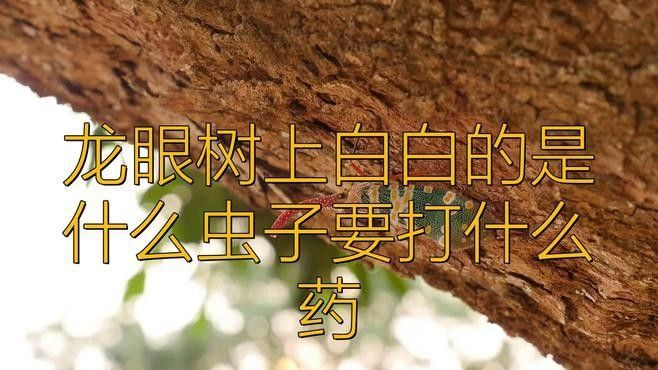 龍眼上還有哪些常見的白色害蟲？ 龍眼上還有哪些常見的白色害蟲？ 龍魚百科