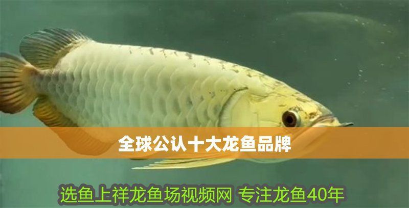 龍魚(yú)品牌十大排名及品牌介紹