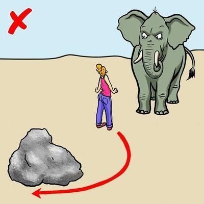 球鯊魚(yú)攻擊行為的預(yù)防措施（球鯊魚(yú)攻擊事件統(tǒng)計(jì)分析）