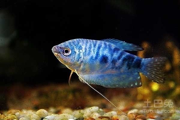 觀賞魚藍龍魚好養嗎知乎：藍龍魚好養嗎知乎