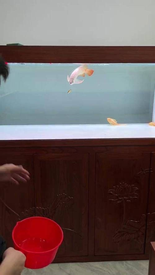 龍魚和貓共養有哪些風險