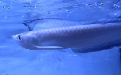 如何讓銀龍魚開口（銀龍魚不愿意開口進食怎么辦）