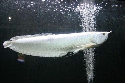 如何讓銀龍魚開口（銀龍魚不愿意開口進食怎么辦）