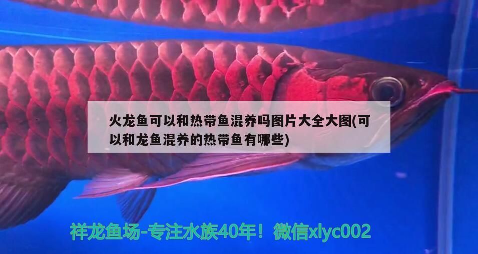 火龍魚可以和熱帶魚混養嗎圖片大全大圖(可以和龍魚混養的熱帶魚有哪些) 火龍魚可以和熱帶魚混養嗎圖片大全大圖(可以和龍魚混養的熱帶魚有哪些) 龍魚百科