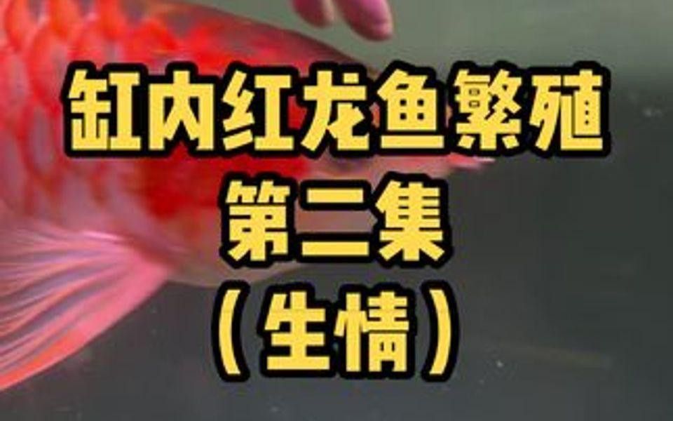 哪里可以找到紅龍魚(yú)繁殖的視頻？