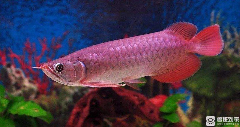 藍底過背龍魚價格表