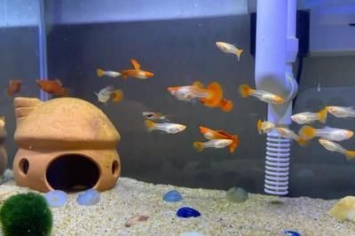 新龍魚入缸多久喂食最好：新龍魚入缸多久喂食