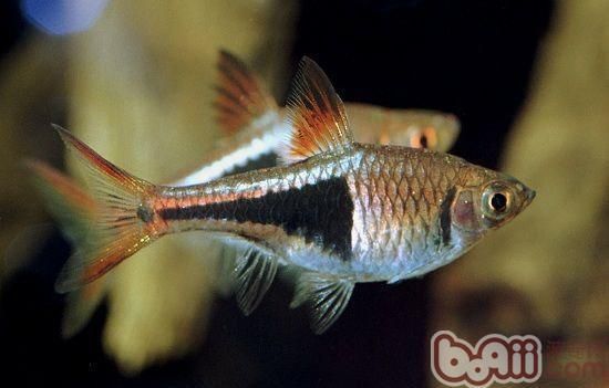 三角龍魚(yú)怎么養(yǎng)：三角龍魚(yú)怎么養(yǎng)，三角龍魚(yú)飼養(yǎng)注意事項(xiàng)