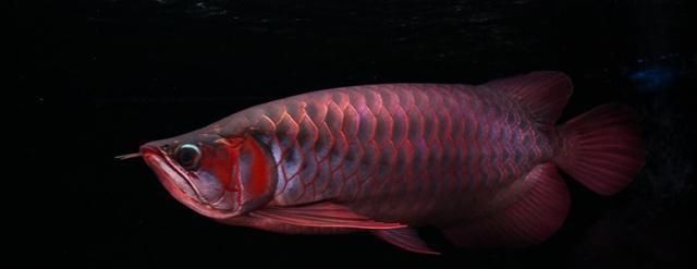 三角龍魚(yú)怎么養(yǎng)：三角龍魚(yú)怎么養(yǎng)，三角龍魚(yú)飼養(yǎng)注意事項(xiàng)