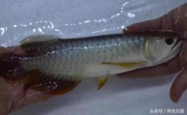 龍魚能不能喂白條（龍魚可以喂食白條魚嗎？）