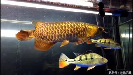 龍魚能不能喂白條（龍魚可以喂食白條魚嗎？）