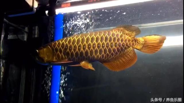 龍魚能不能喂白條（龍魚可以喂食白條魚嗎？）