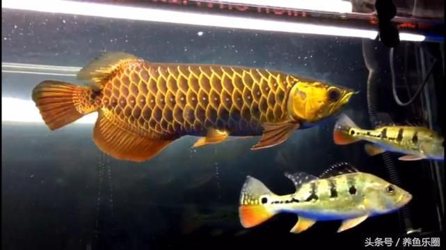 龍魚能不能喂白條（龍魚可以喂食白條魚嗎？）